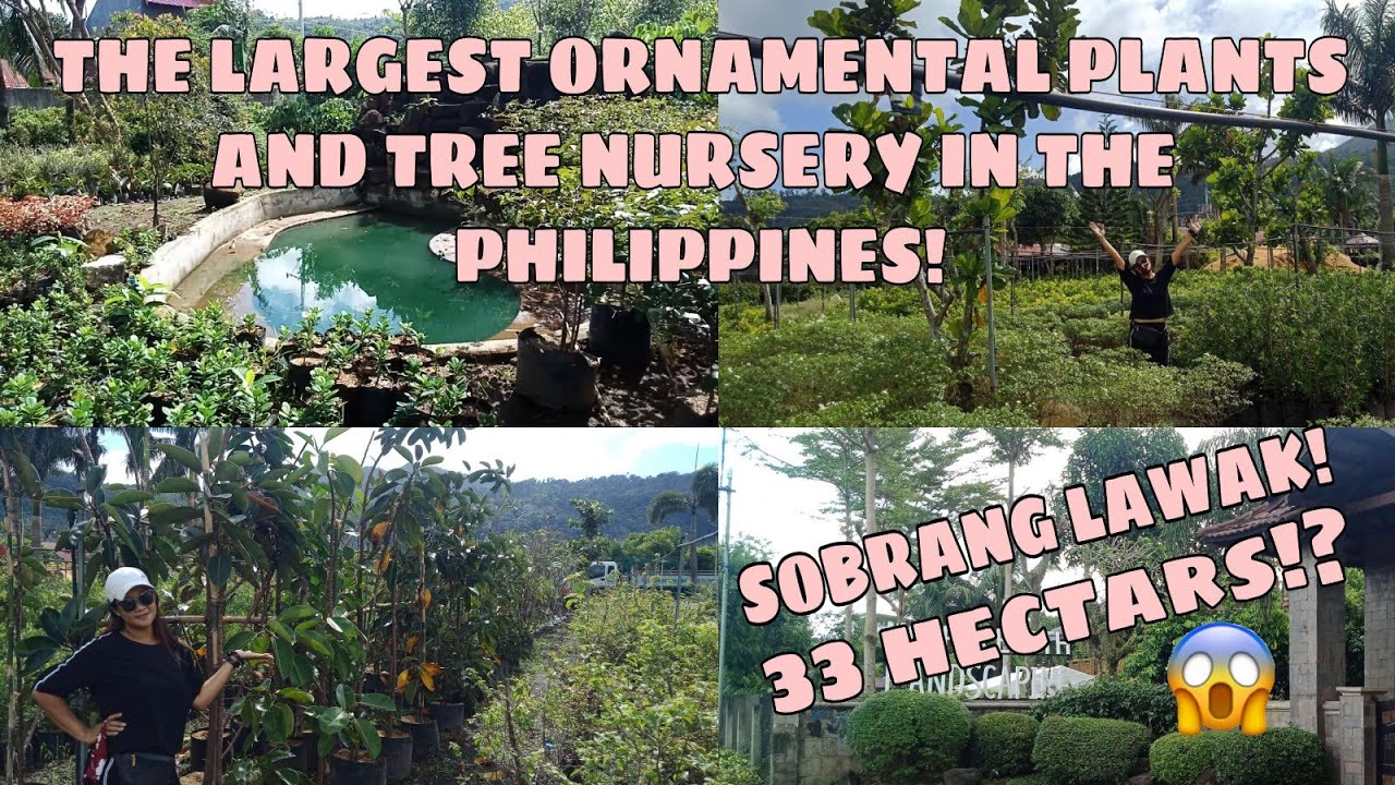 THE LARGEST ORNAMENTAL PLANTS & TREE NURSERY IN THE PHILIPPINES | Mars V