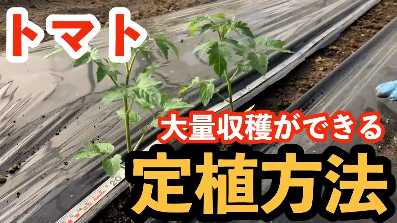 【トマト】植える最初が肝心　これをするだけで簡単に誰でも大量収穫できます