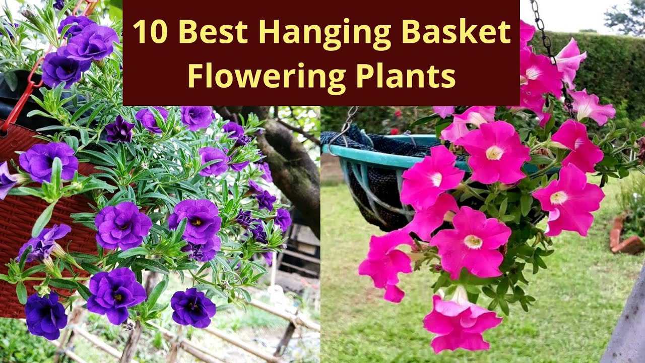 10 Best Hanging Basket Flowering plants 🌱Top 10 Plants 🌱
