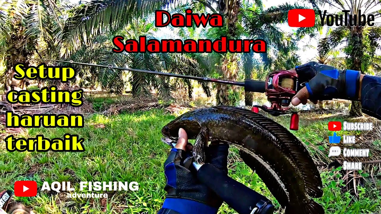 ‼️LESEN HARUAN 2023‼️ DAIWA SALAMANDURA ‼️THE BEST REEL‼️untuk balingan umpan ringan.#haruan #daiwa