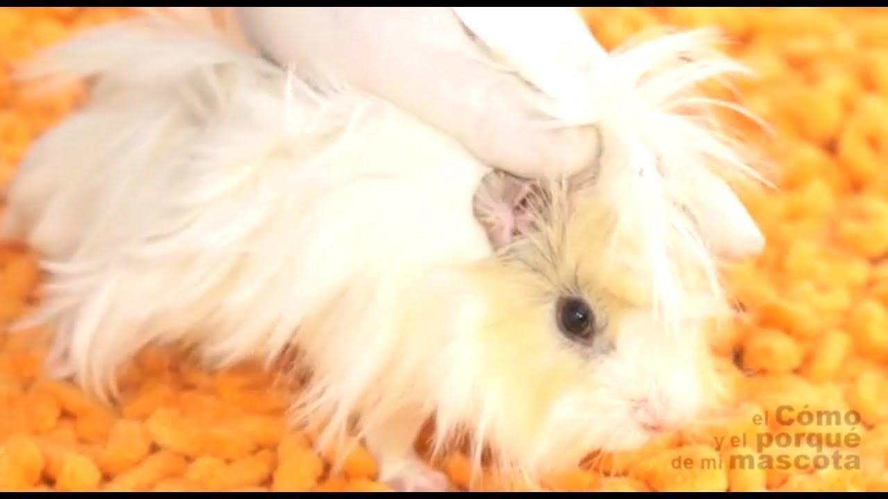 COBAYAS, CUYO - Como cortar las uñas a una cobaya o cuyo ✂️✂️
