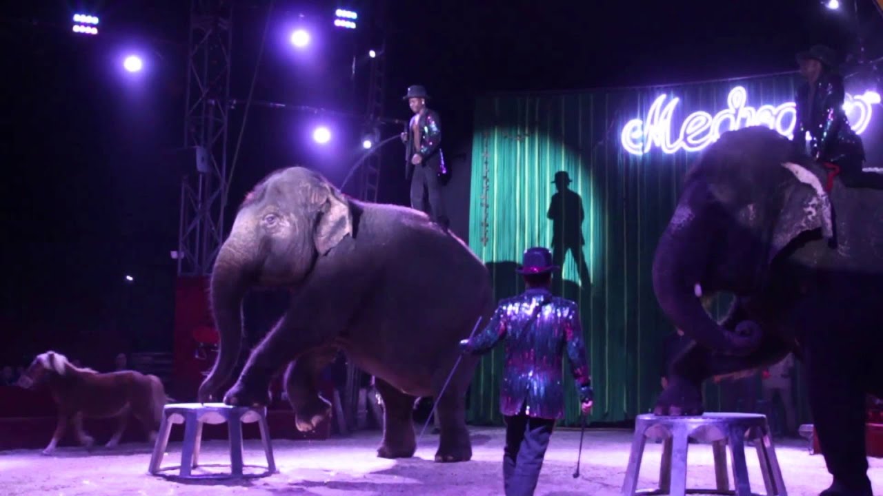 Spectacle Medrano - King Kong