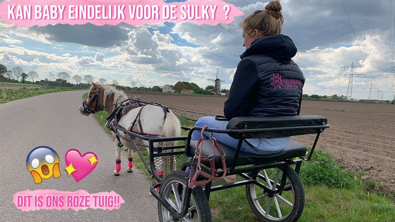IS BABY NU AL INGESPANNEN VOOR DE SULKY ?! 😱 | Haflingers King & Beau