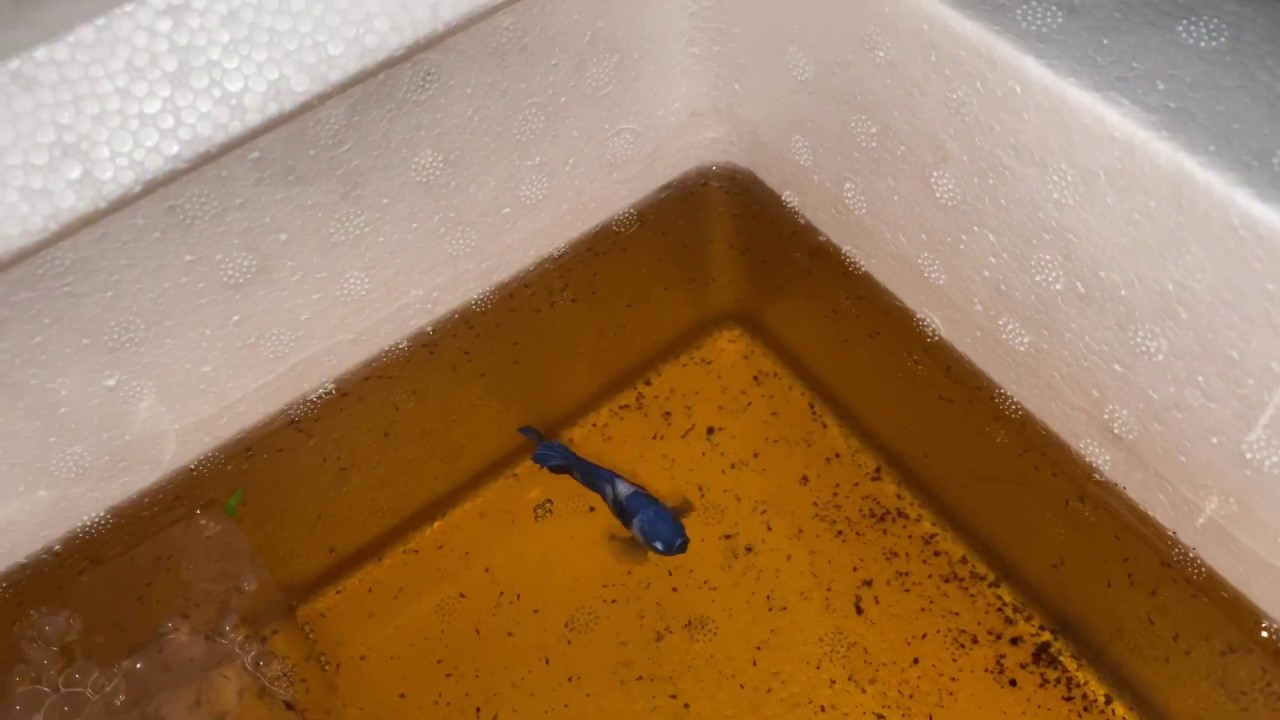 Cara breed ikan laga dengan mudah .