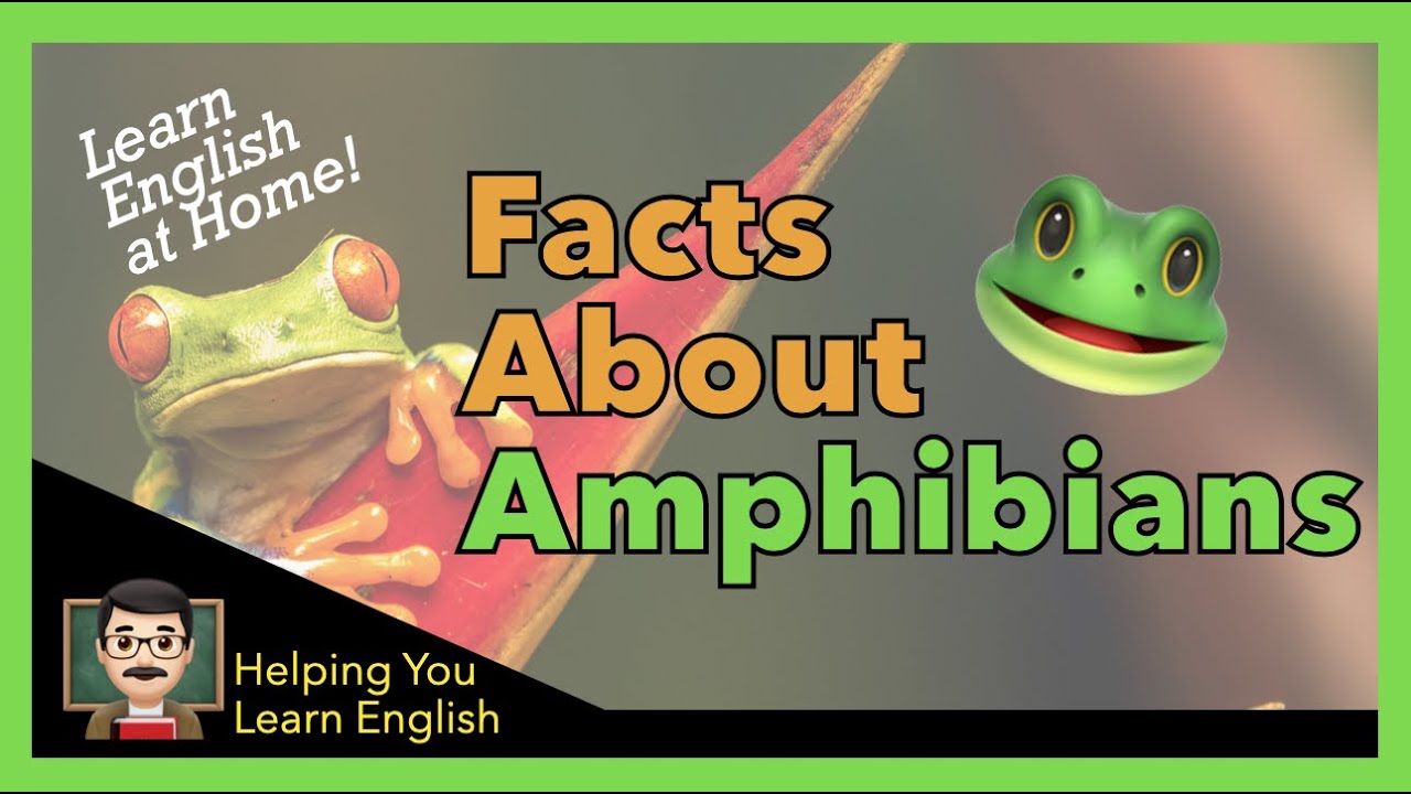 What is an Amphibian? 🐸 Simple Facts About Amphibians
