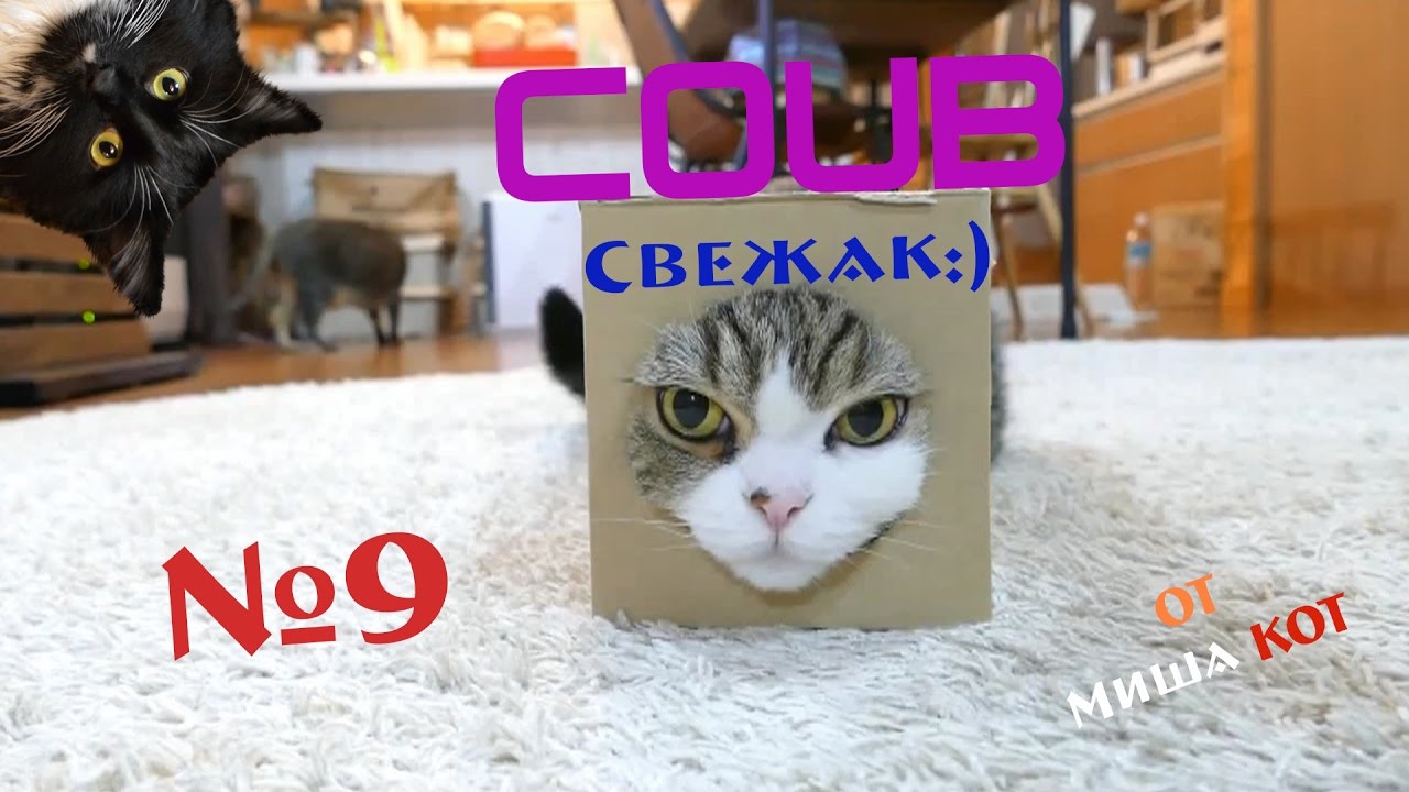 Подборка Coub №9 | New Coub |