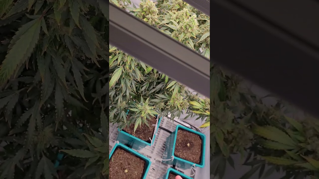 BEST #growlights iv USED so far... is the FC8000 from #MARSHYDRO use my name as a code 