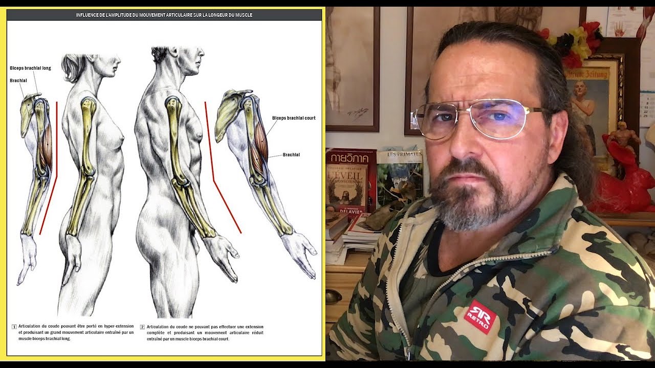 Amplitude articulaire morphologie et biomécanique.