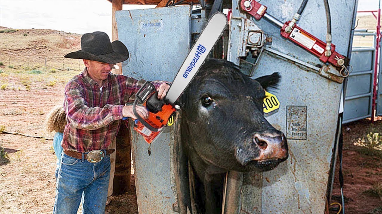 Incredible Ox Horn Saw Method, Amazing Smart Cow Farming Technology, Modern Milking Technology