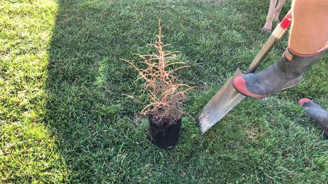 Building our Native Garden | Native Birds and Trees