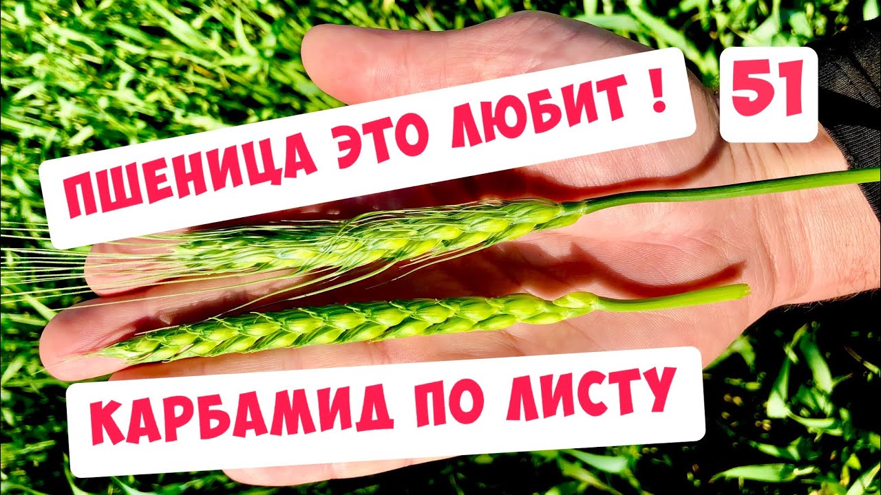 КАК СДЕЛАТЬ ПШЕНИЦЕ ПРИЯТНО !?😁