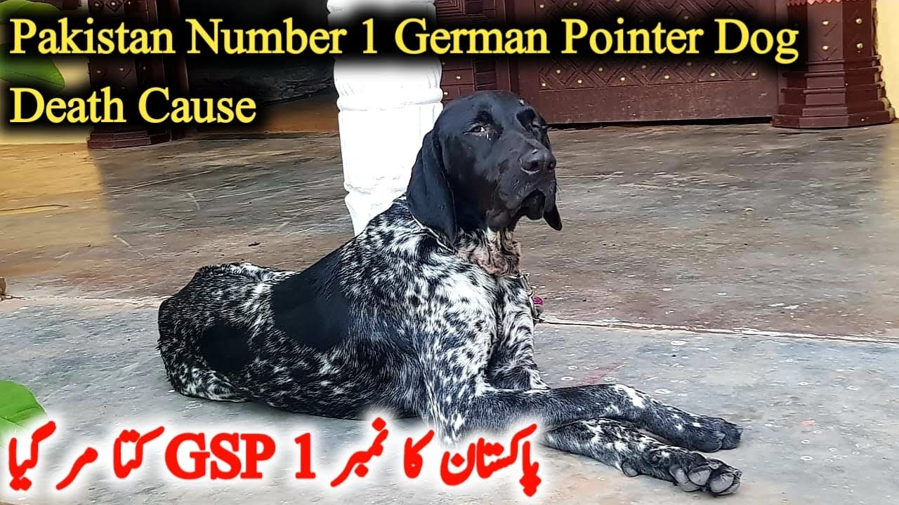 Pakistan Ka Sab Say Number 1 German Pointer Dog Mar Gya | GSP Dog |  Syed Asmeen Vlogs