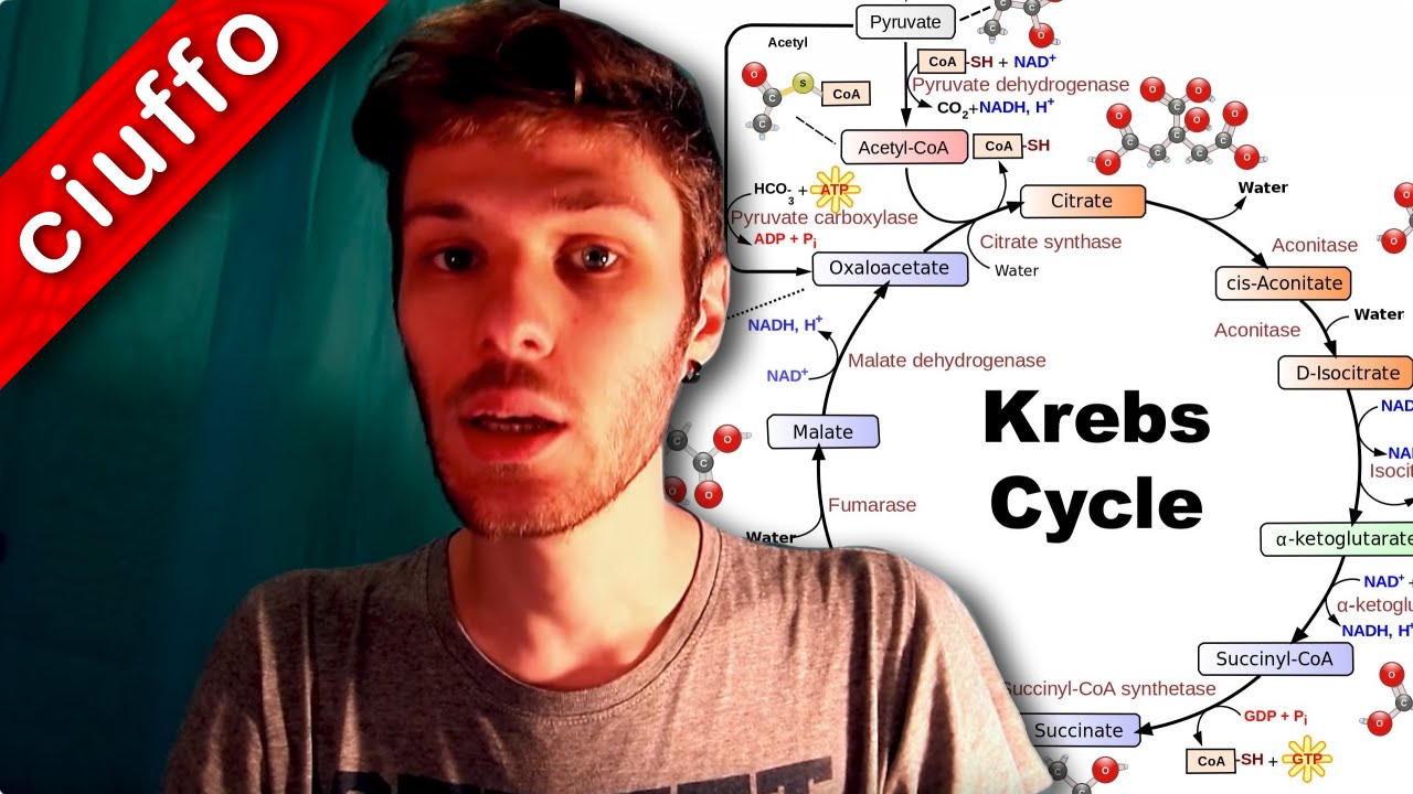 Ciclo di Krebs e Fosforilazione Ossidativa