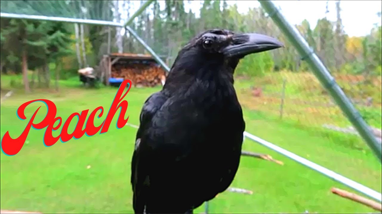 How this crow became our Pet!