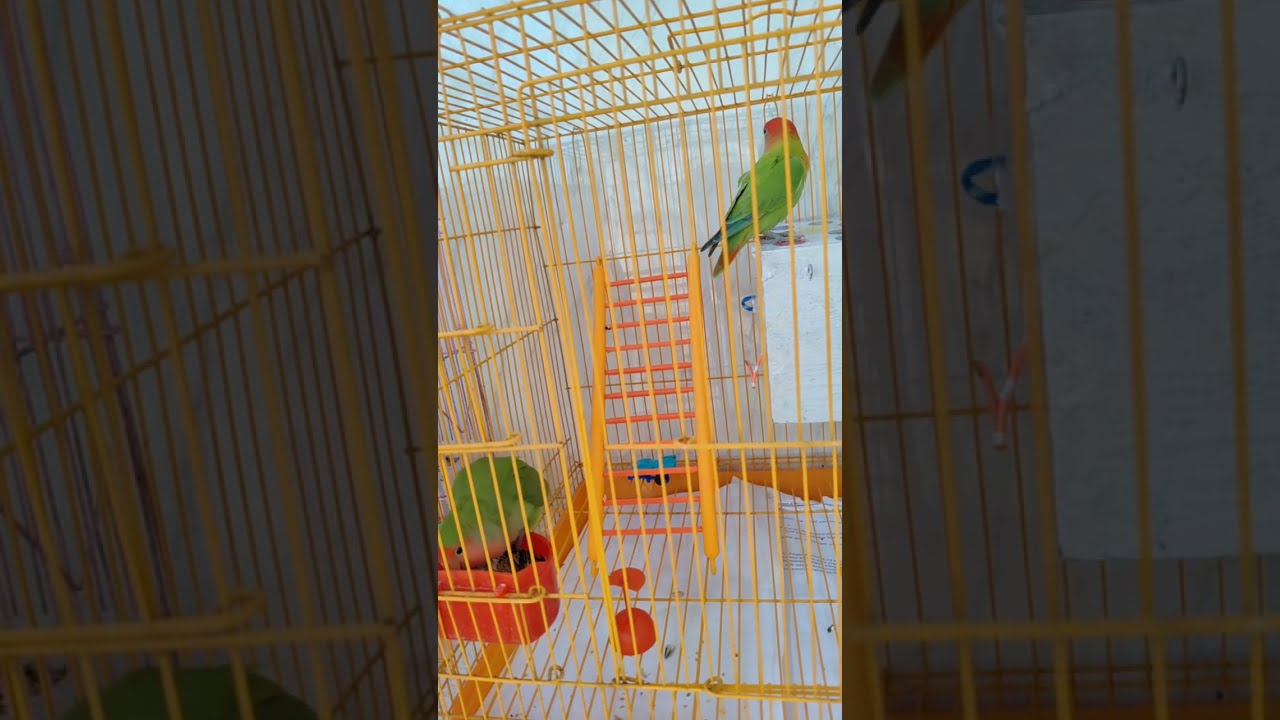 African Love Birds🐥 is live