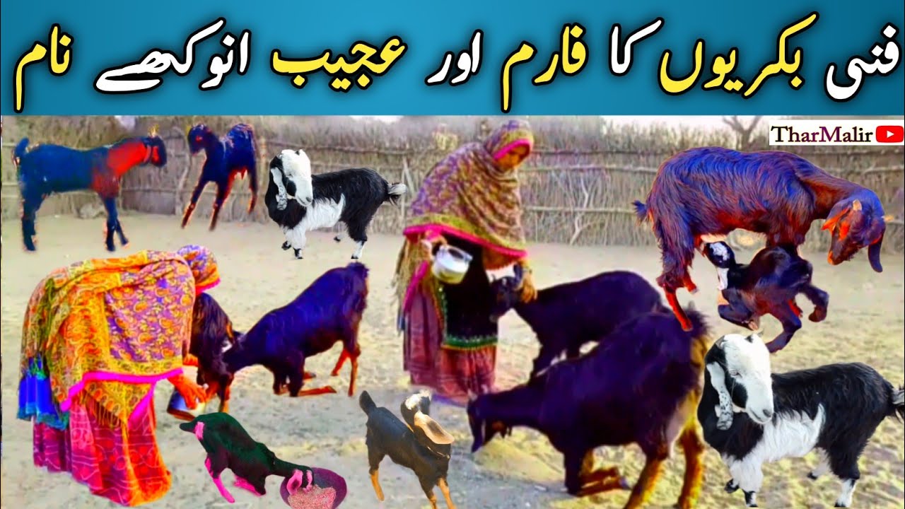 Funny Goat Farm 😂 | Strange & Unique Goat Names | Wild Goats of Thar Desert Village | TharMalir.