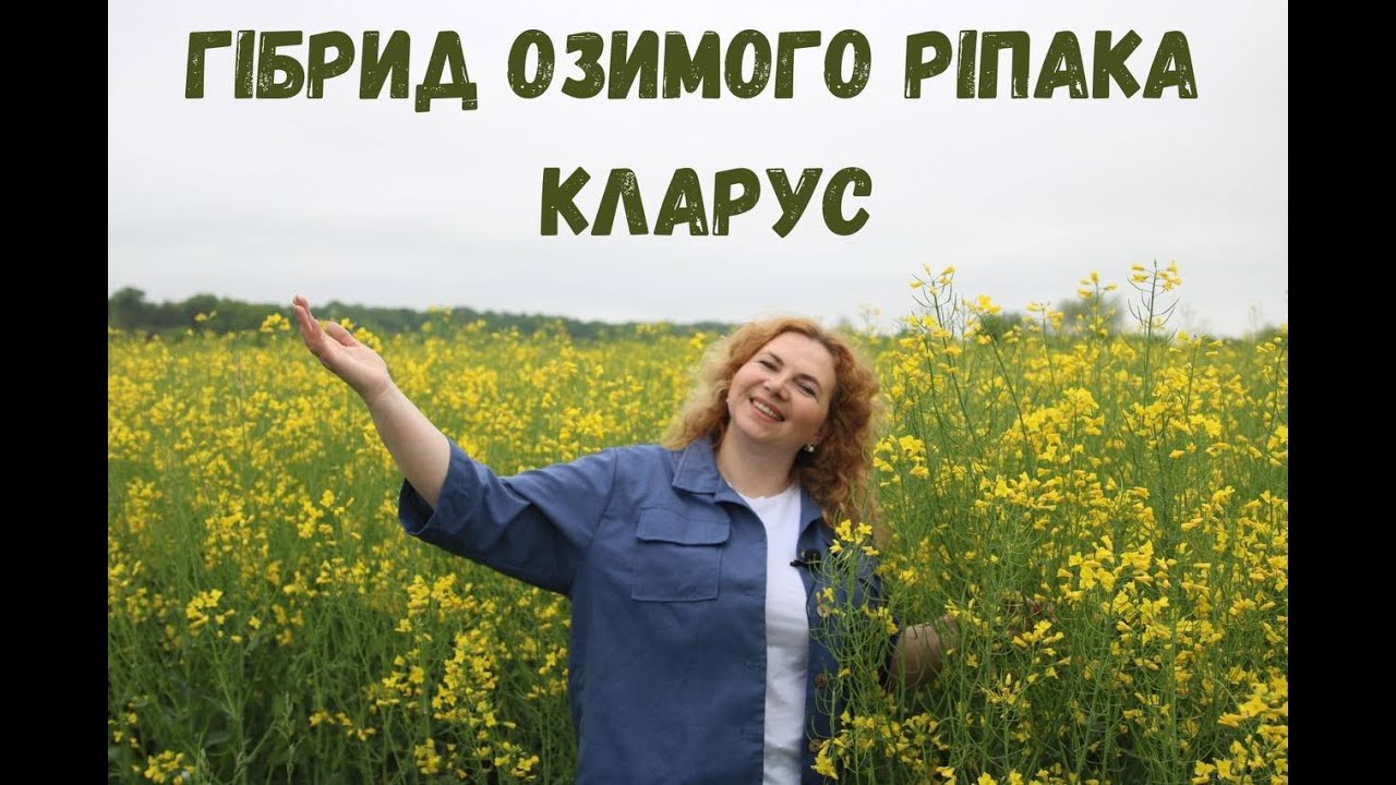 Технологія вирощування озимого ріпака Кларус
