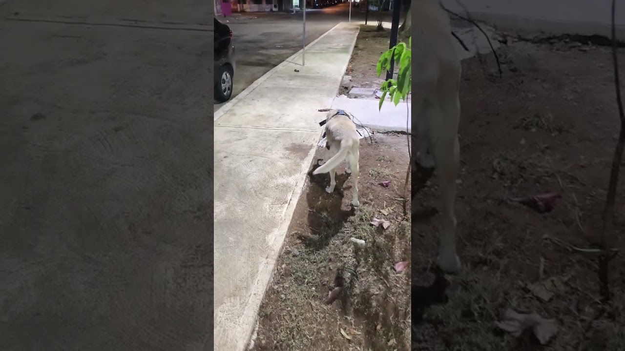 Caminando con Azúl.