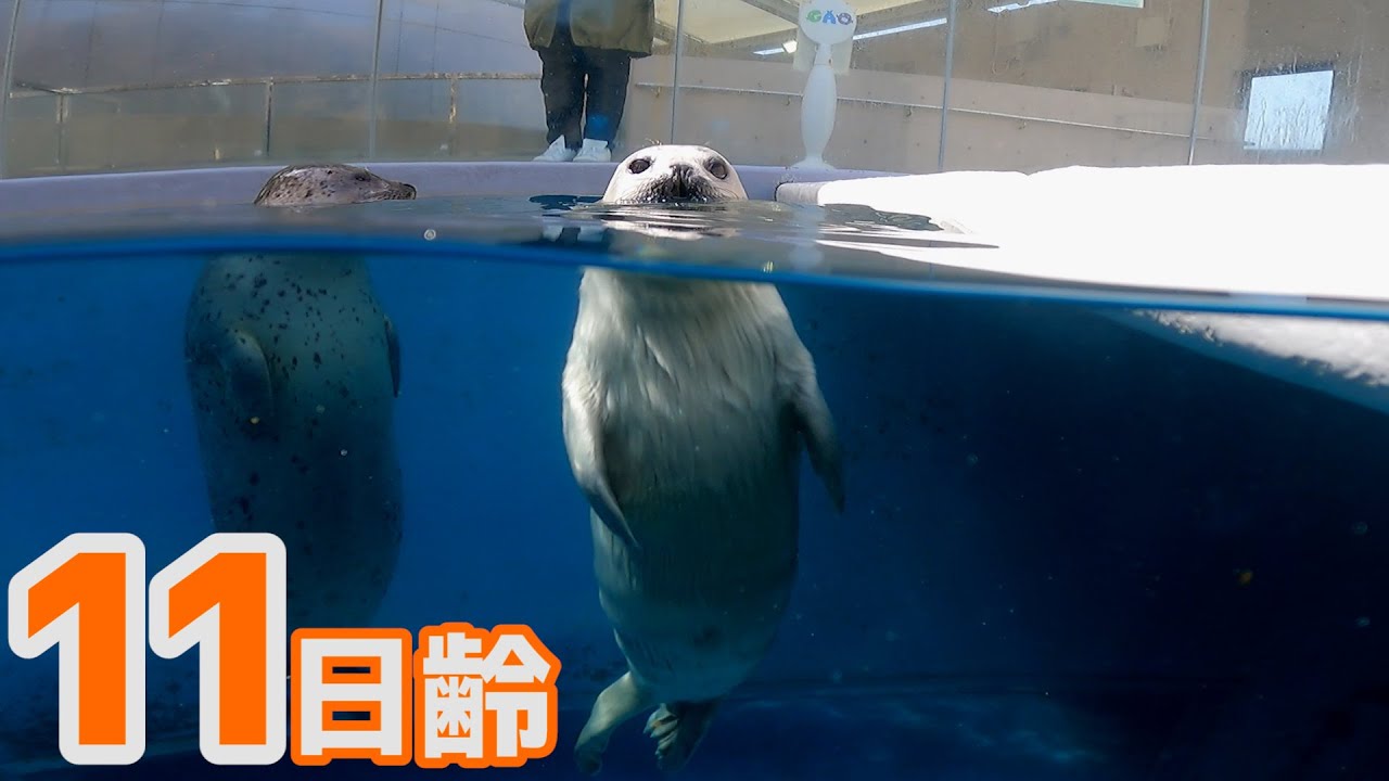 【アザラシ成長記録】カメラが気になる・・・　11日齢