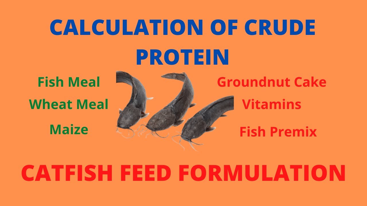 Catfish feed formulation: Crude Protein Calculations
