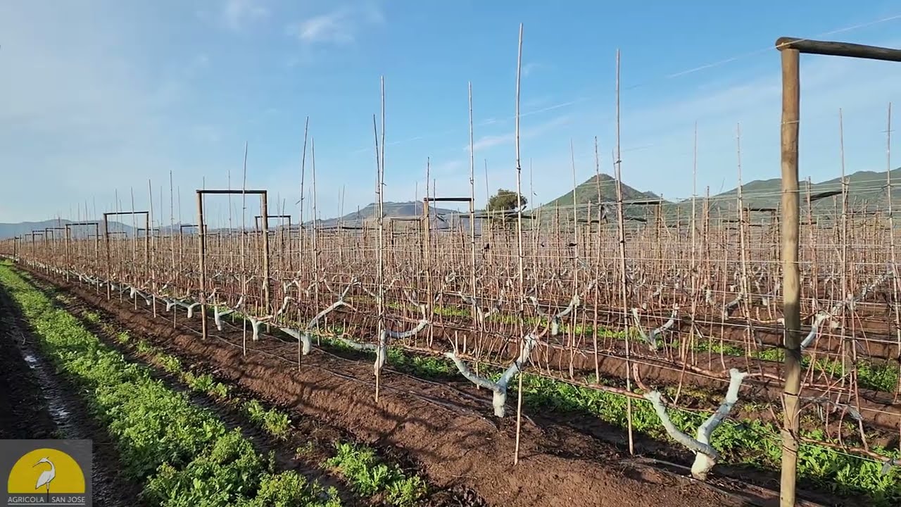 Formaciones Nuevas en Cerezos, Agrícola San José, Chile.