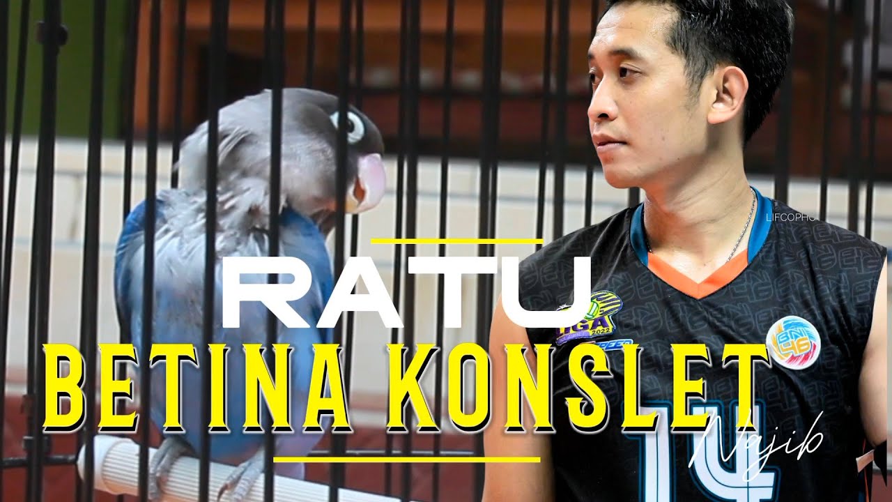 RATU BETINA KONSLET‼️CARA MAS NAJIB || MENGATASI BETINA OB