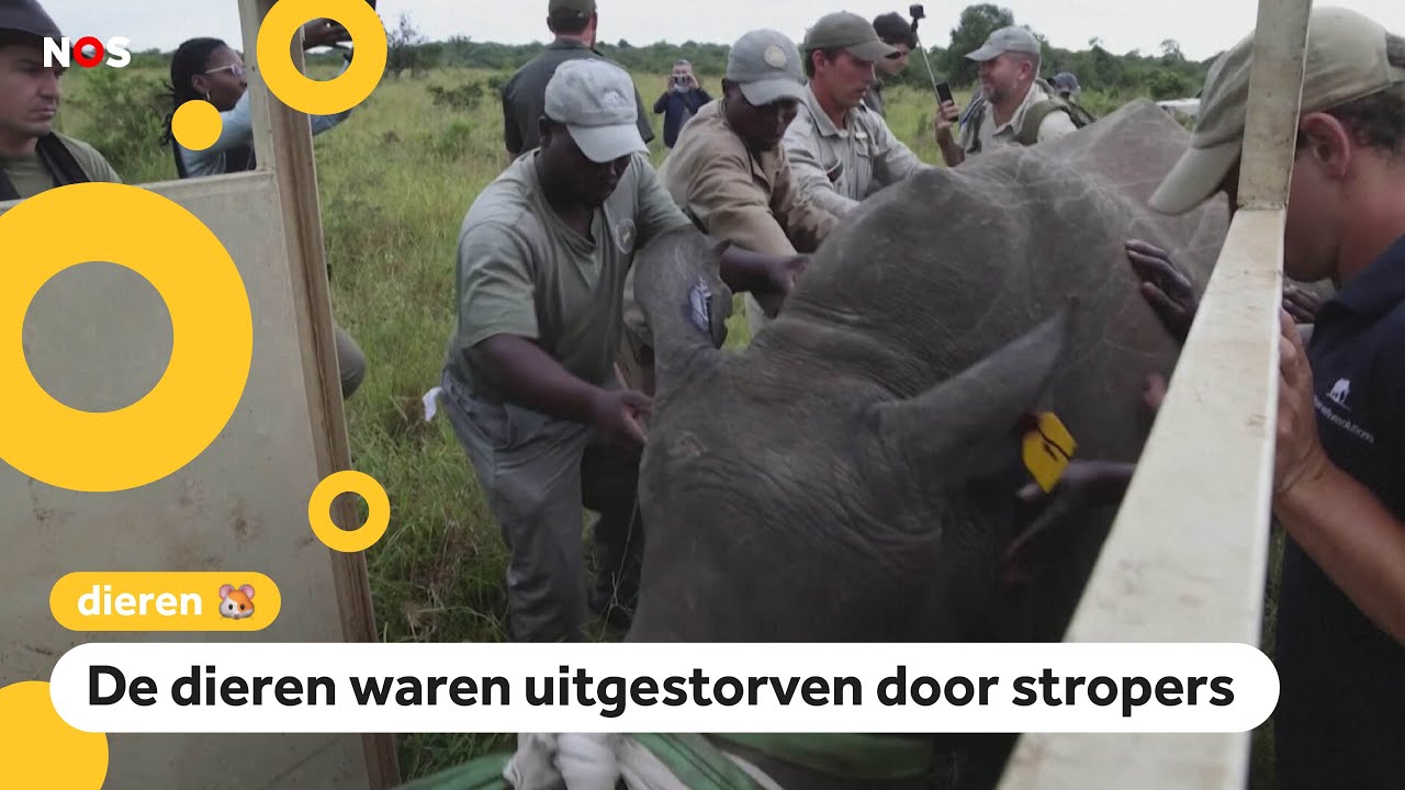 Zeldzame witte neushoorns verhuizen van Zuid-Afrika naar Congo