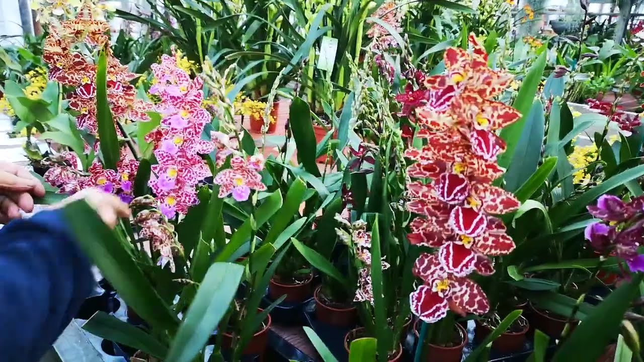 Orchidee, nuovi ibridi di Odontoglossum (cambria) a getto continuo,