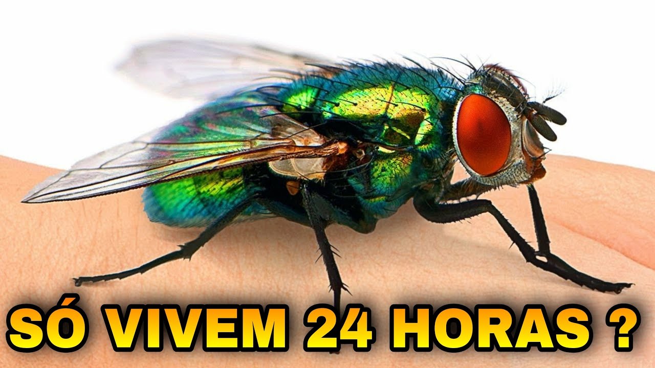 Verdade ou mentira, A mosca só vive 24 horas ?