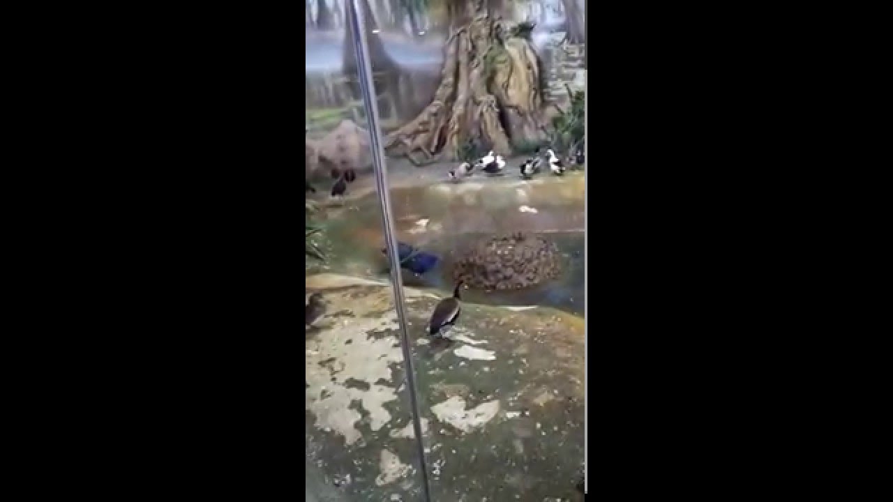 VID 20151206 160023