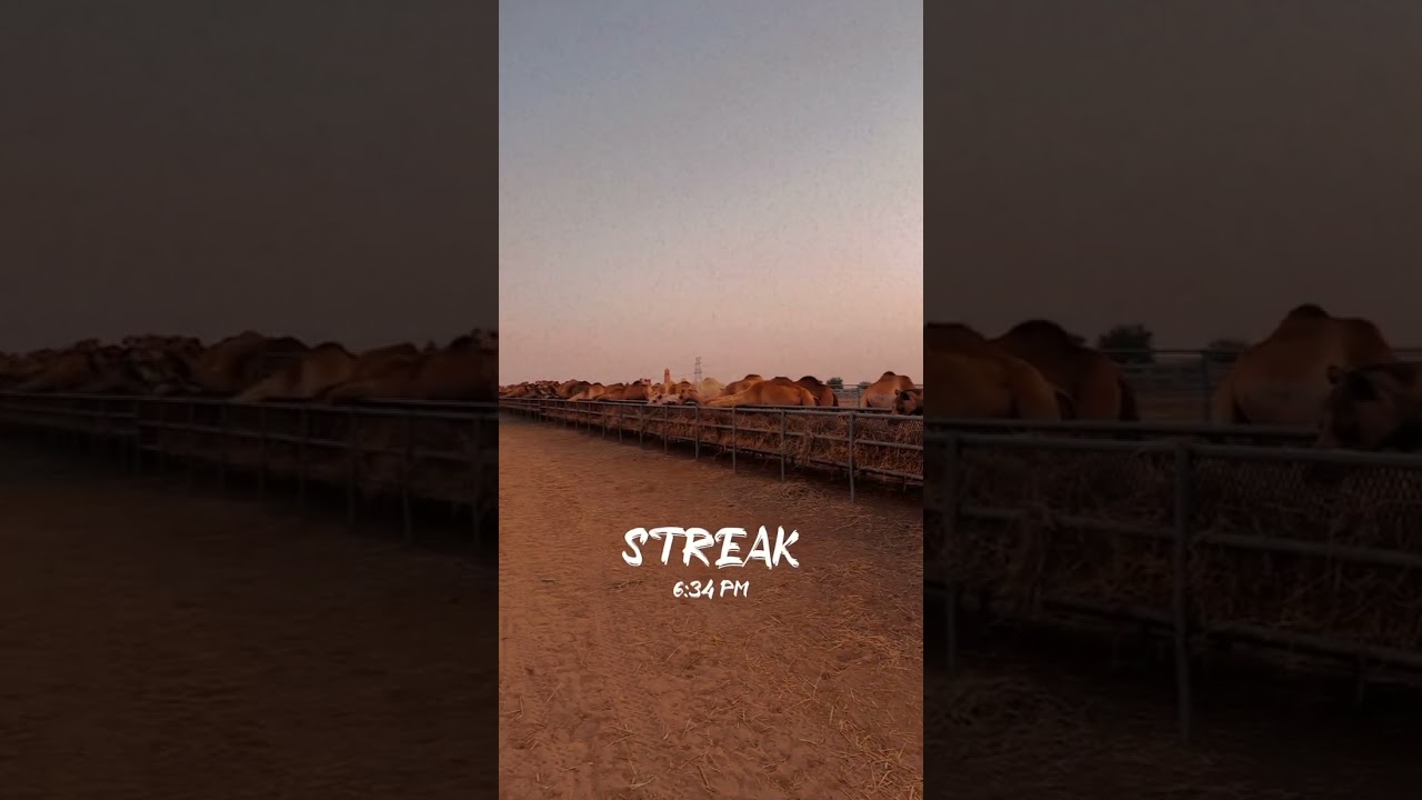 World biggest camel farm Dubai #dubai #camelfarming #camel_racing #camels #reels #shorts
