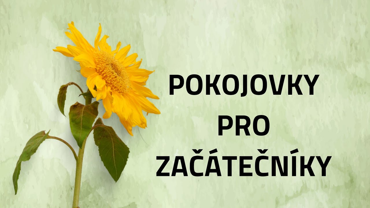 16 Květiny na přímé slunko