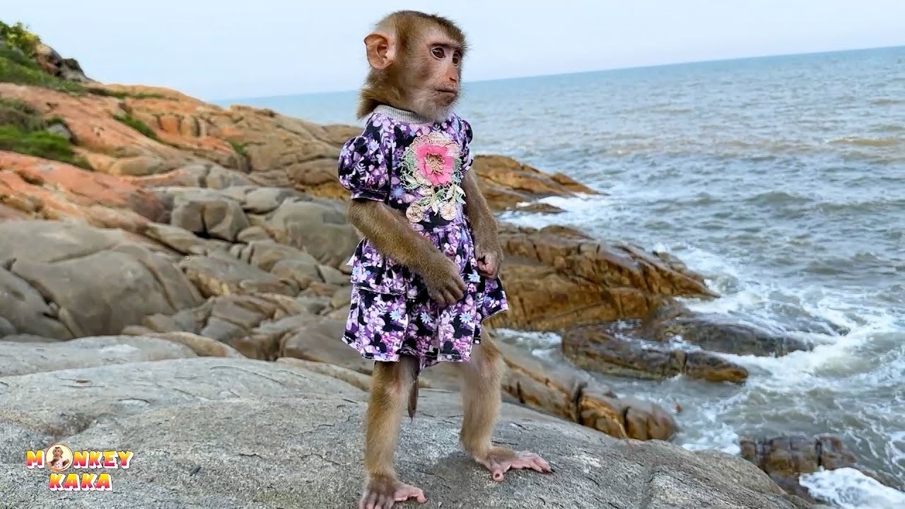 Monkey Kaka loves looking at mountains and the sea.