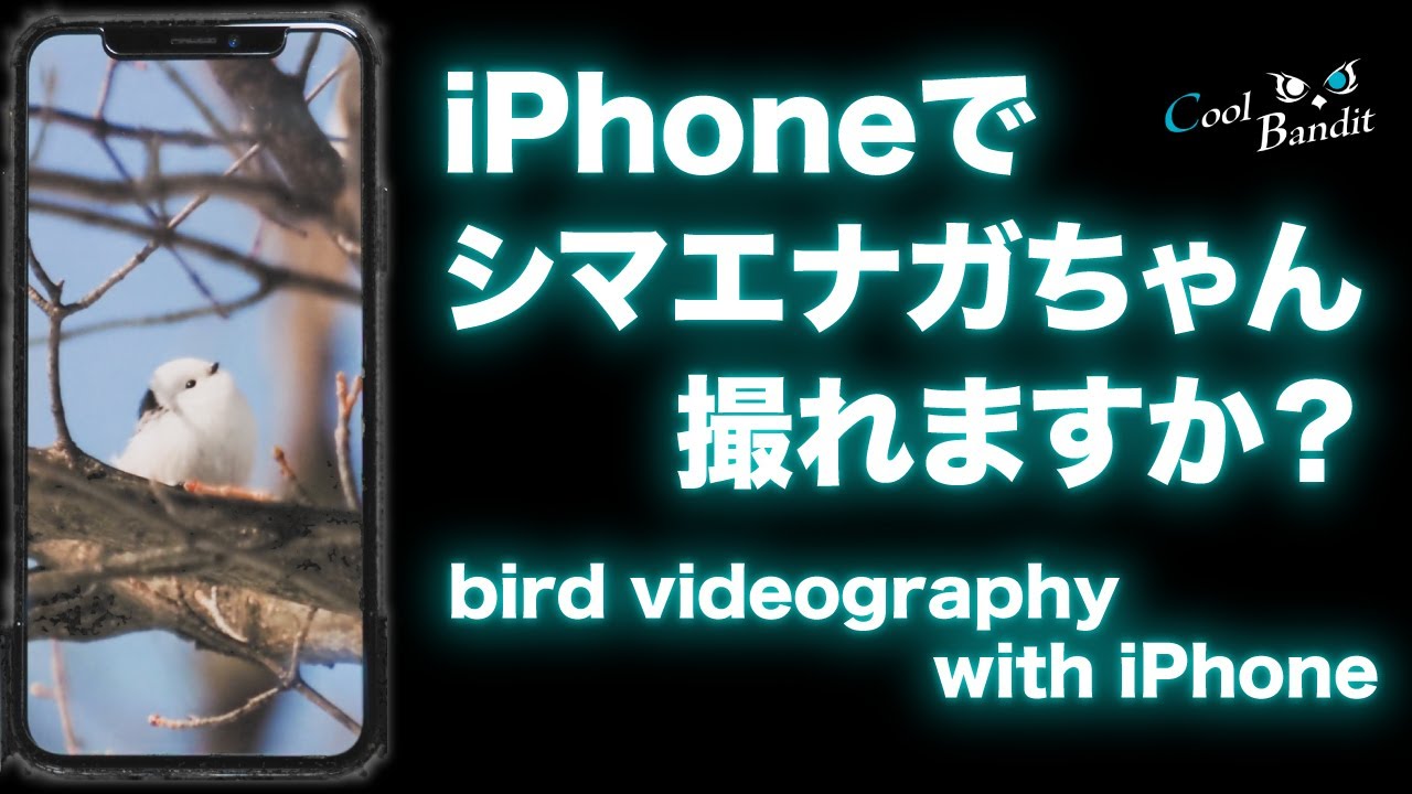 i Phoneで野鳥撮影やってみた！シマエナガちゃんは撮れるのか！？