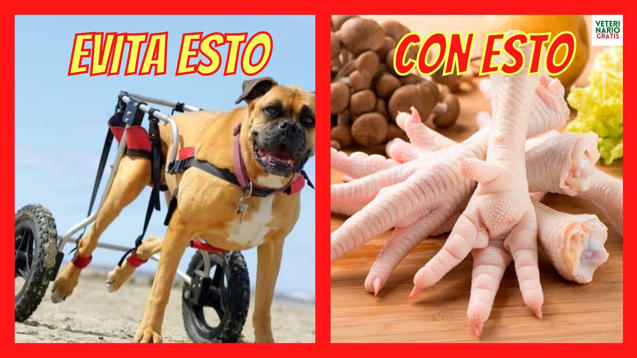 ¿CÓMO DAR PATAS DE POLLO PARA PERROS? 🟢 CON ARTRITIS Y ARTROSIS