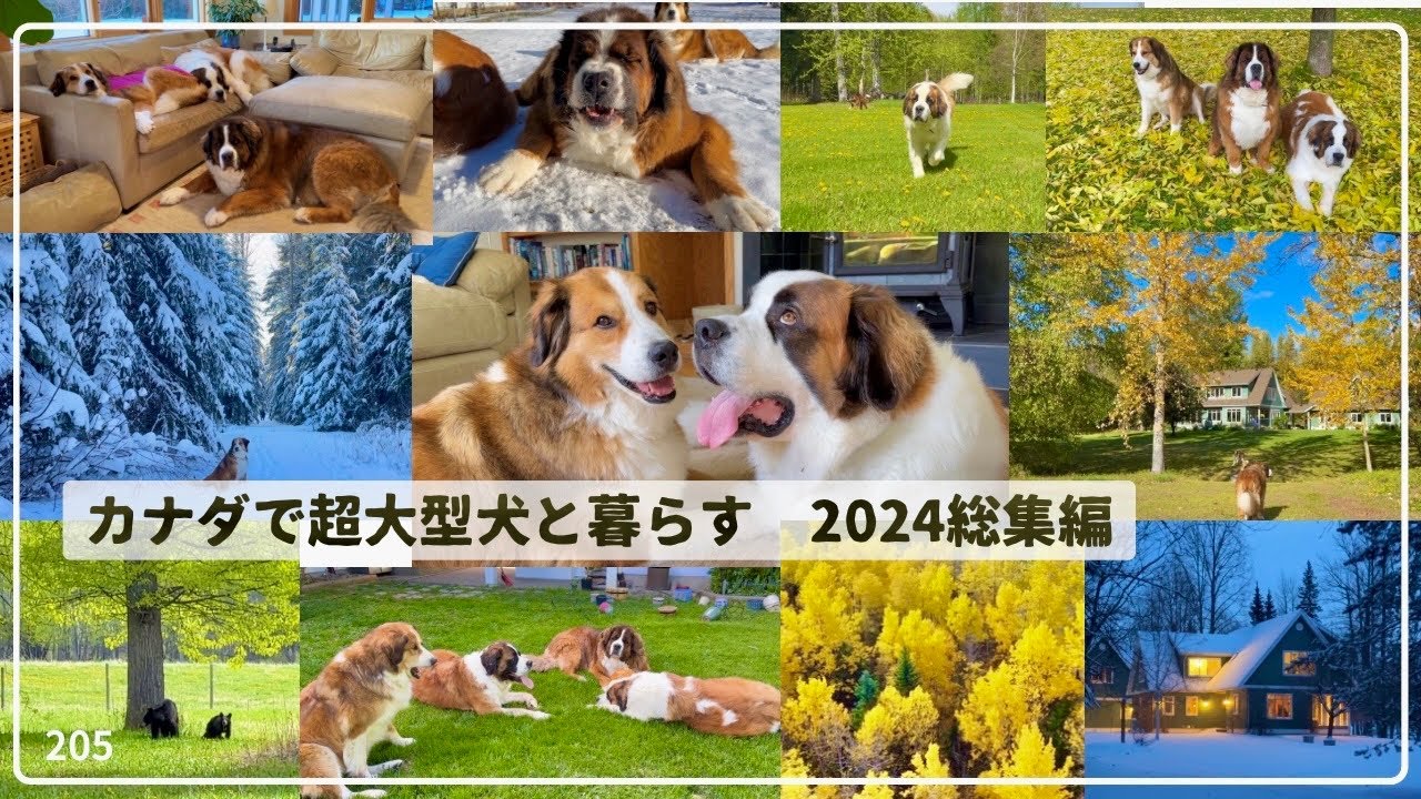 2024年総集編【超大型犬3頭とカナダで田舎暮らし】