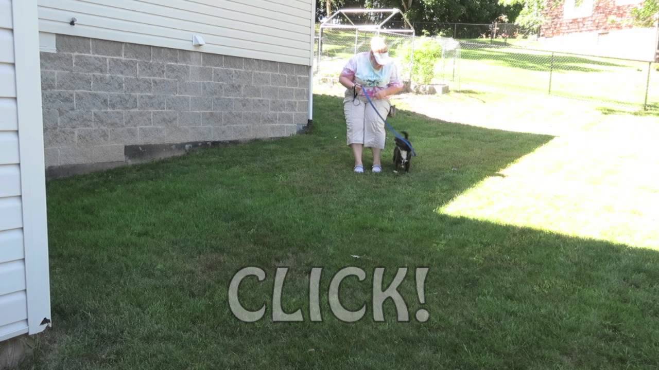 2 Loose Leash Walking Games
