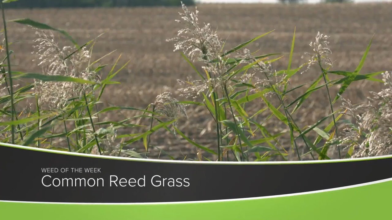 Weed of the Week #1174 Common Reed Grass (Air Date 10-4-20)
