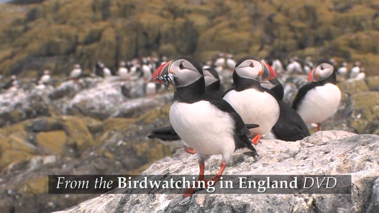 Birdwatching in England
