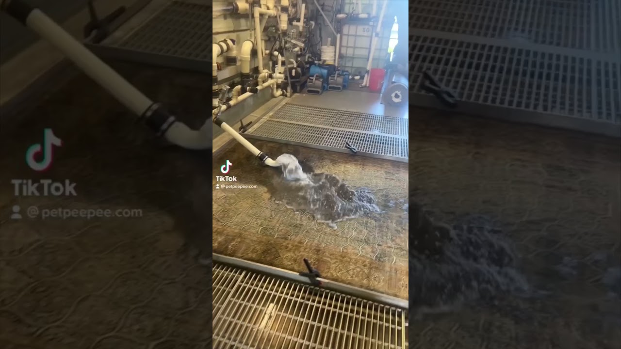 Removing Pee Pee from Silk Rug￼ #petpeepee #dog #rugcleaning #antiquerug #meirmartin  #orientalrugs