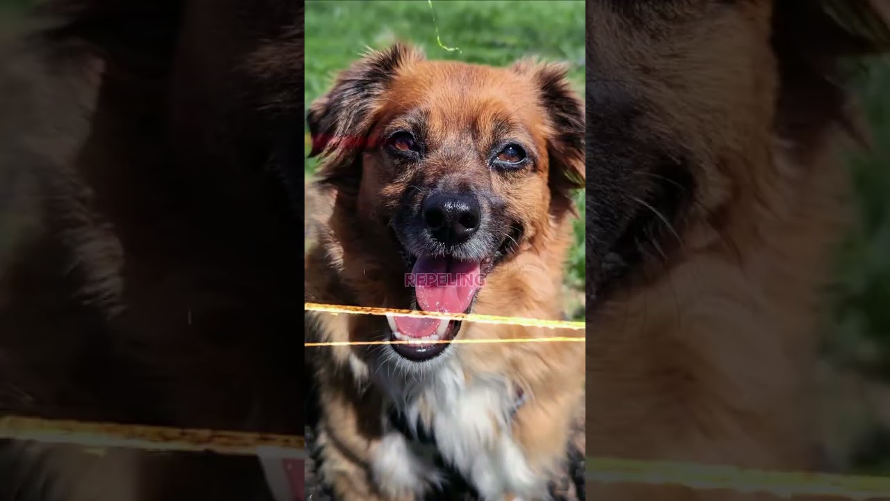 Is Your Voice Attracting Clients? | Conscious Pet Sitter