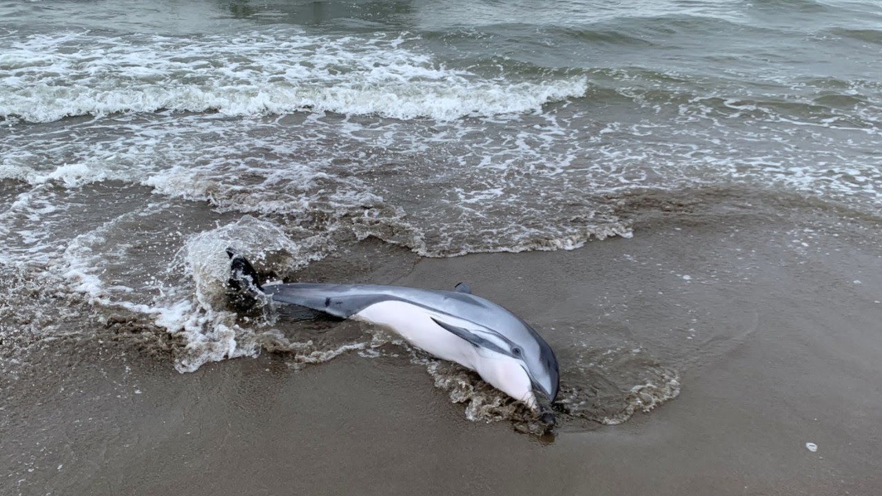 砂浜で釣りをしてたら野生のイルカが打ち上ってた…｜Dolphins were stuck on the beach.｜