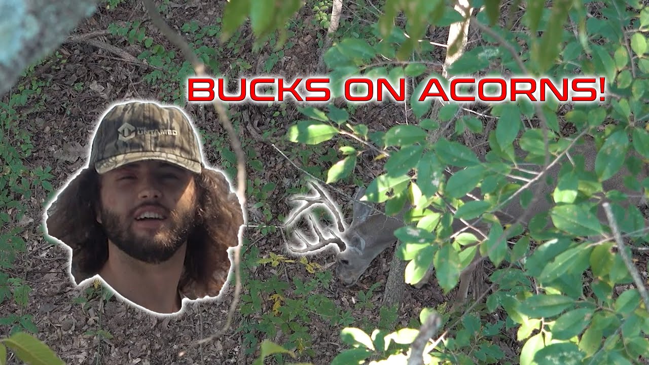 FINDING BUCKS ON ACORNS! - Terrible POISON IVY Reaction?