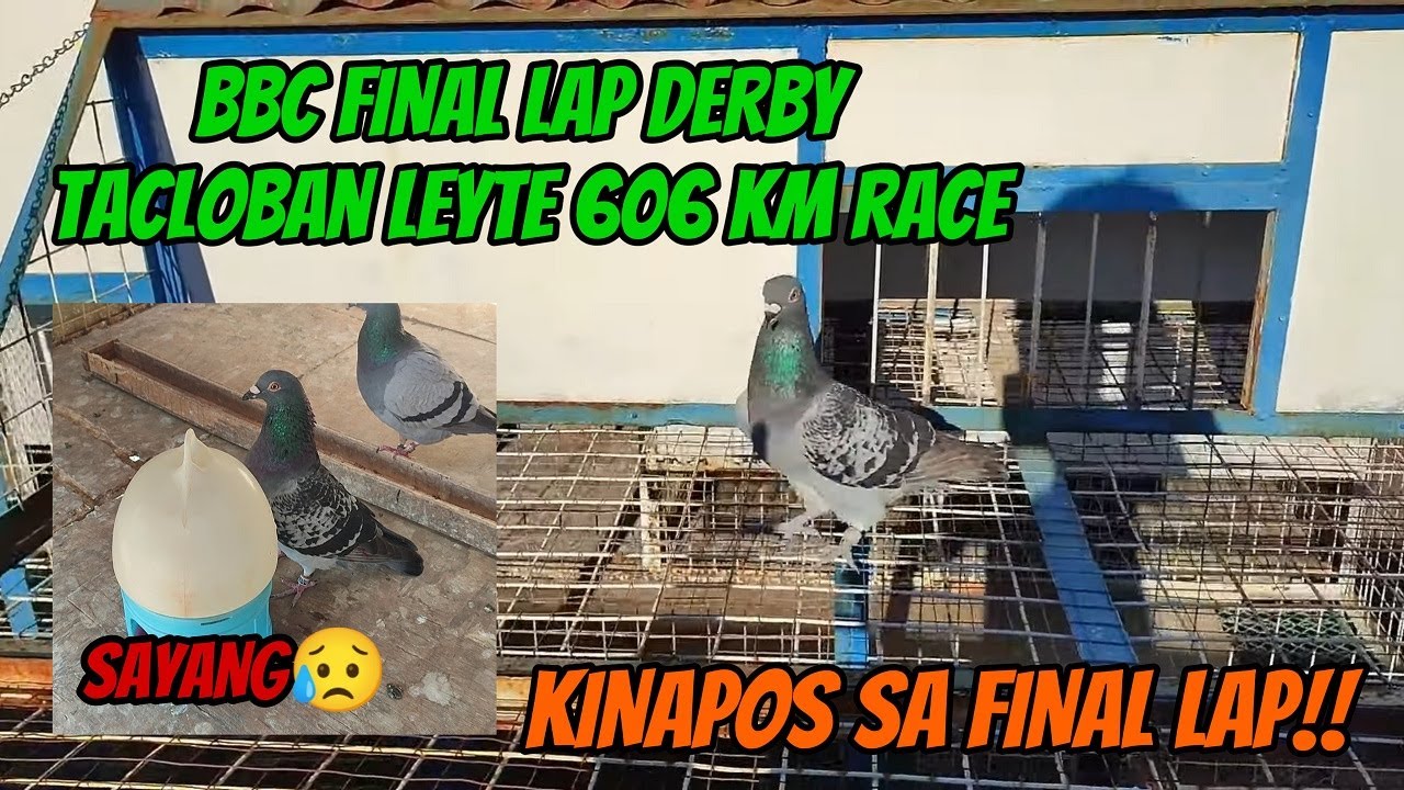 BBC 7TH & FINAL DERBY TACLOBAN LEYTE 606 KM RACE - SAYANG KINAPOS IBON NATIN!!