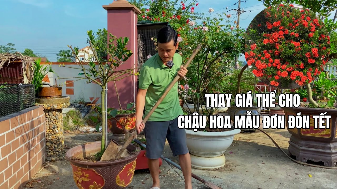 Thay giá thể cho chậu Hoa Mẫu Đơn đón Tết