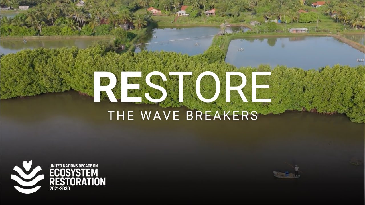 20 years after tsunami, Sri Lanka celebrates big wins in mangrove restoration