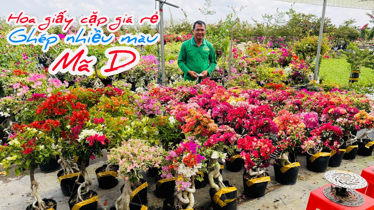 Hoa giấy cặp đôi cây gọn ghép nhiều màu chào bán..25/02😘📲 0334.497.872.Phước-Tài 