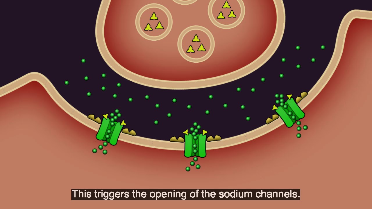 Resistance101 - Classes of insecticides & modes of action