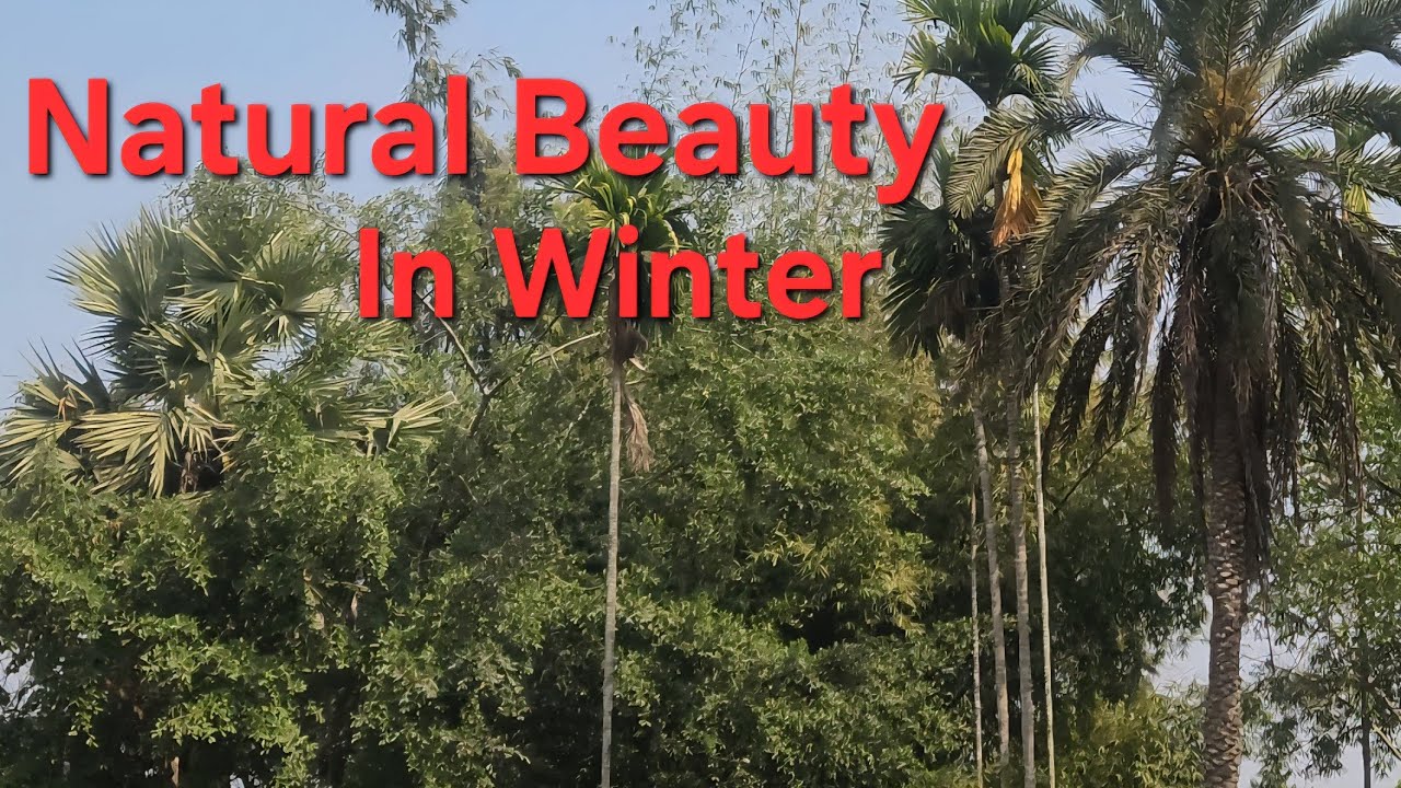 BEAUTIFUL NATURE AT TRIPURA IN WINTER.👌  TRIPURA -A NORTH -EASTERN STAE OF INDIA. 🇮🇳 