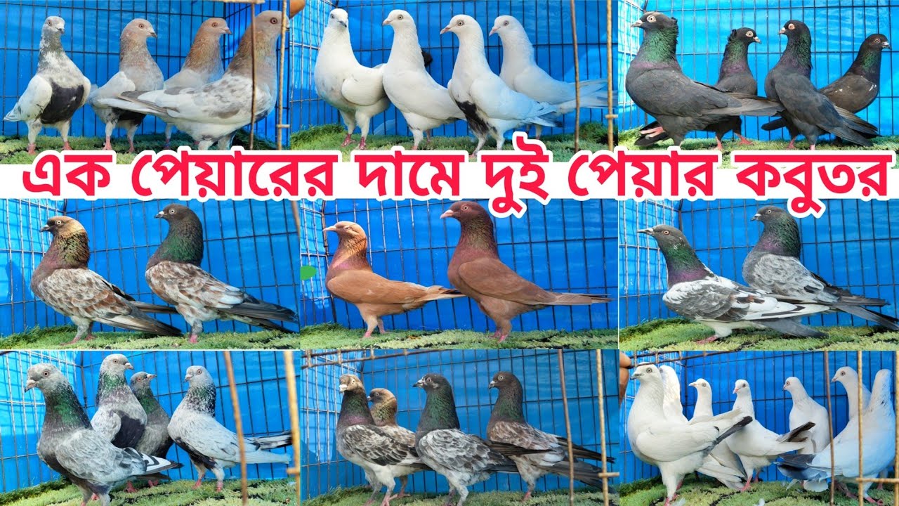 পানির দামে কবুতর দিলো অনিক ভাই গিরিবাজ ও কালারিং কবুতর Gribaz coloring Pigeions #shorts #pigeions 